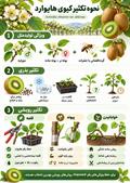 کیوی سبز هایوارد؛ ویژگی‌ها، شرایط کاشت و پرورش، نگهداری و خواص میوه